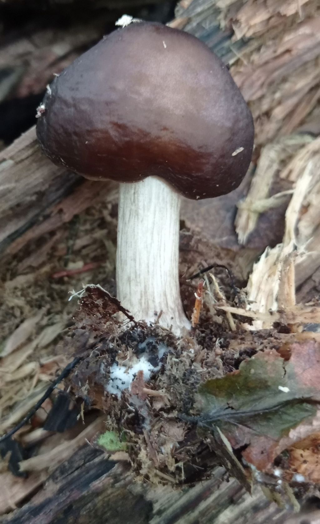 Pluteus cervinus